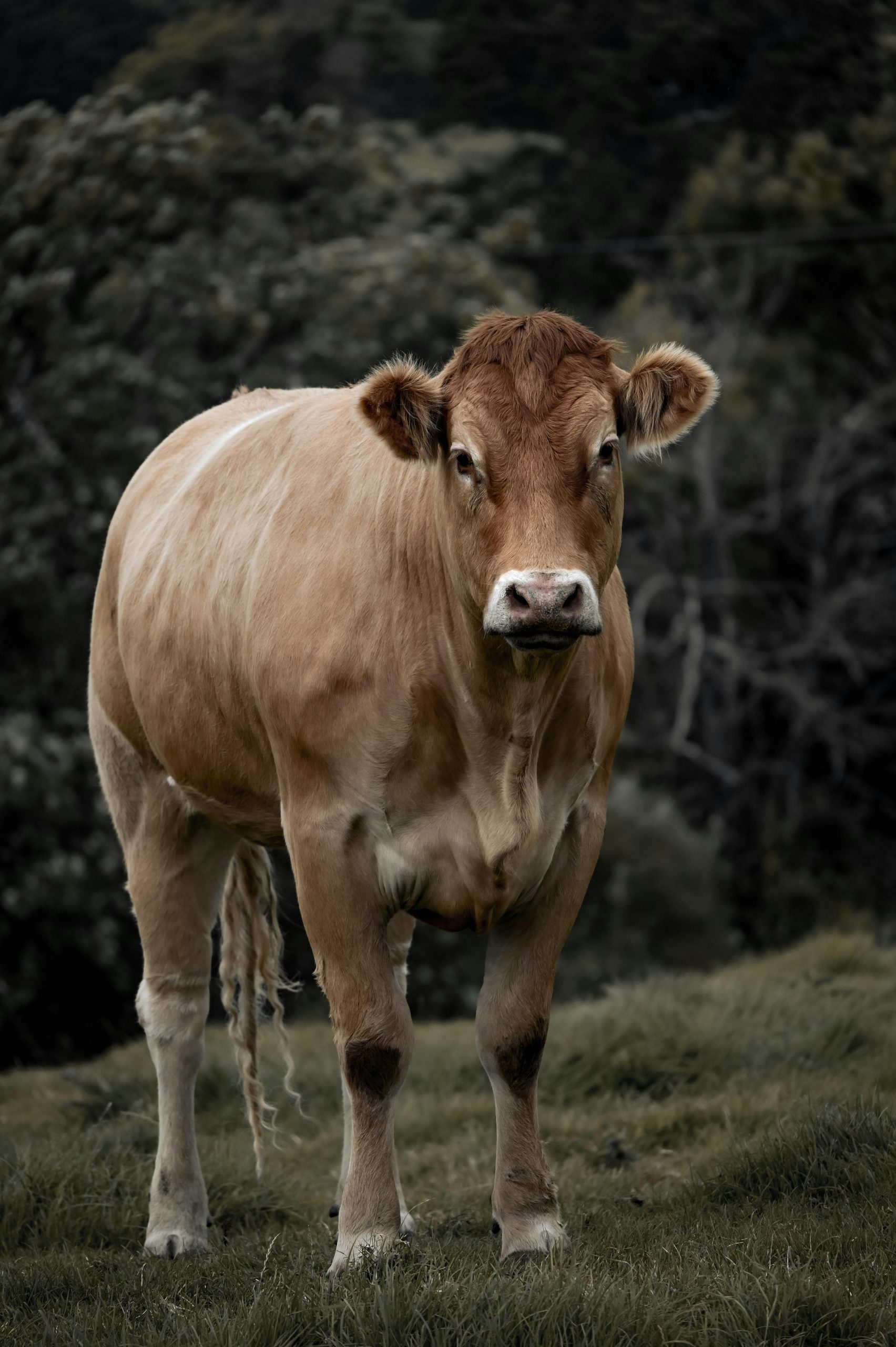 Revolutionary UK Startup Creates “Molecularly Identical” Cow’s Milk Using Engineered Yeast to Cut Dairy’s Environmental Footprint
